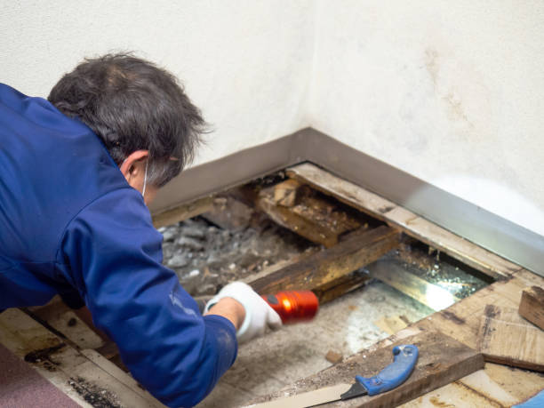 Best Attic Mold Remediation in Cameron, TX