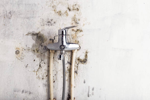 Best Basement Mold Remediation in Cameron, TX