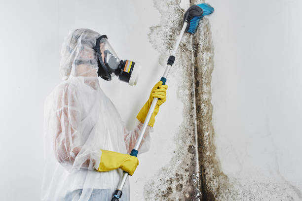 Best HVAC Mold Remediation in Cameron, TX