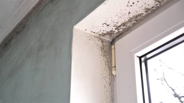 Best DIY Mold Remediation Support Services in Cameron, TX