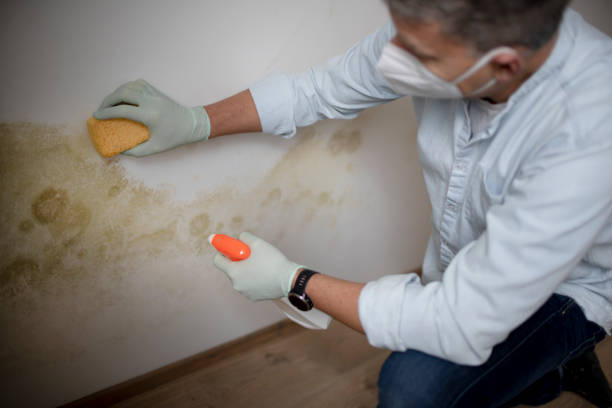 Best Post-Flood Mold Remediation in Cameron, TX