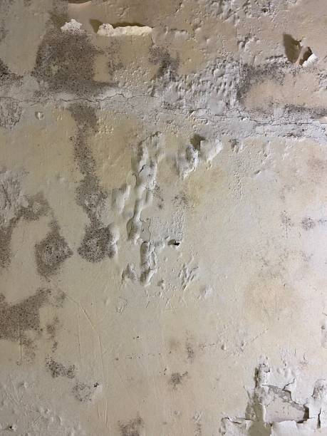 Best Mold Remediation for Specific Building Types in Cameron, TX