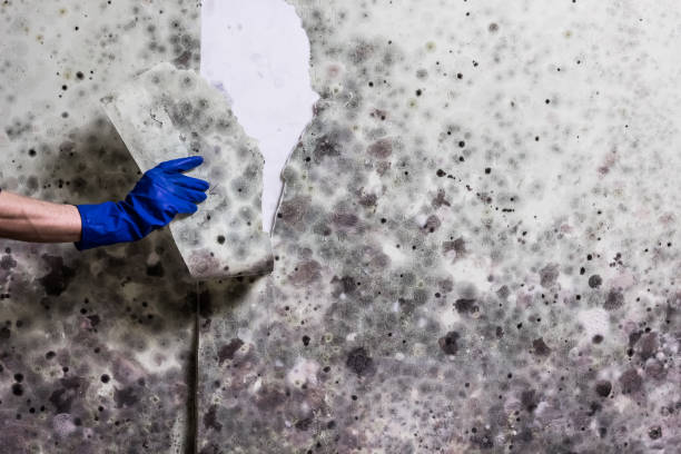 Best Bathroom Mold Remediation in Cameron, TX