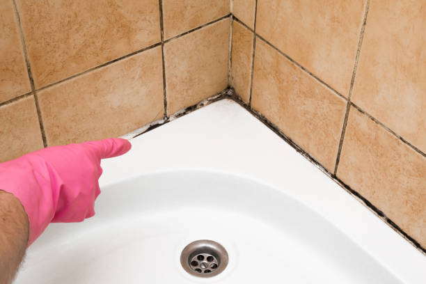 Best Commercial Mold Remediation in Cameron, TX
